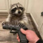 Raccoon with a gun