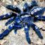 0Tarantula0