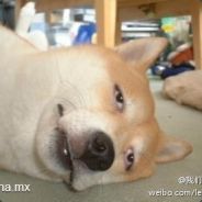 甲方丈，少林寺有难