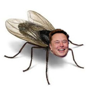 Elon Mosca