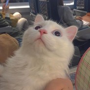 爱喝阔落的猫🐱