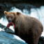 Kodiak_Bear24