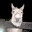 Equus asinus