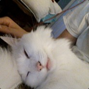 snowball