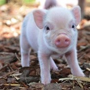 mini Пига