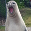 Neil the Seal