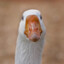 Goose that goes honk