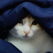 焦糖布丁丶真xiang