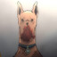 Scoob