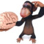 Monkey brain :D