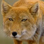 Crackfox Junior