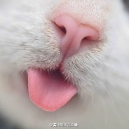 猪啊