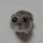 cool hamster