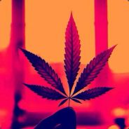 SheFreakz avatar