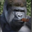 O Gorila Tinhoso