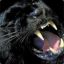 [BETA] Panther