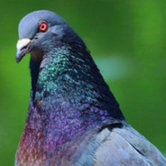 鳩山由紀夫(Adept)