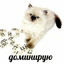 доминирую