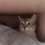 я котик