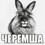 черемша 52