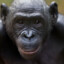 Bayside Bonobo