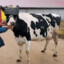 vaca sem lactose