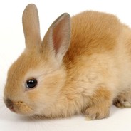 ／人 ◕ ‿‿ ◕ 人＼