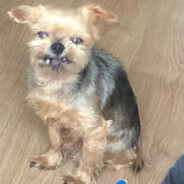 Dave Jones(Плюша)