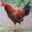 cock