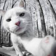 stikli441 - steam id 76561199239998770