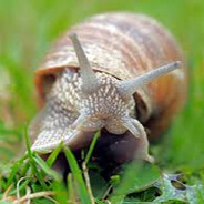 snail peek - steam id 76561199519957867
