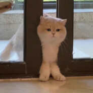 藏在風裏的一萬次心動