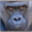 Gorilla Actual