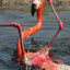 Brainless Flamingo &lt;3