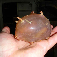 A Sea Pig on Steroids