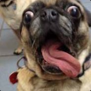 pug avatar