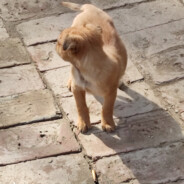 小狗没有伤心事