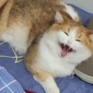 我要是会转就好了