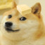 butter doge