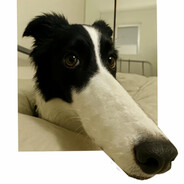 她说只是男闺蜜