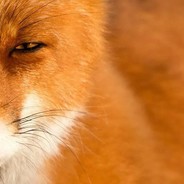 EvilFox