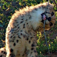 СЫН ВСЕЛЕННОЙ