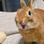 RaBBiTDreaM
