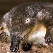 Murlo Выхухолевое