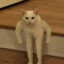 hai la un suc miau