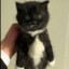 pls dont ruin my tuxedo