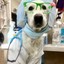 dogtor wuf