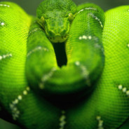 Snake Booty