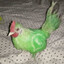 ¡Hola! pollo whatsapp