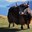 Yak